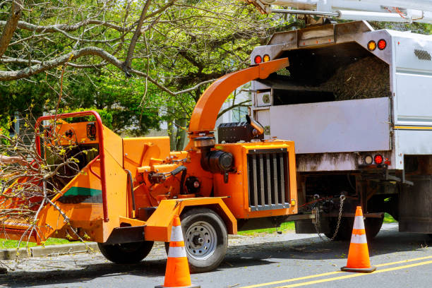 Reliable West Glens Falls, NY  Tree Services Solutions