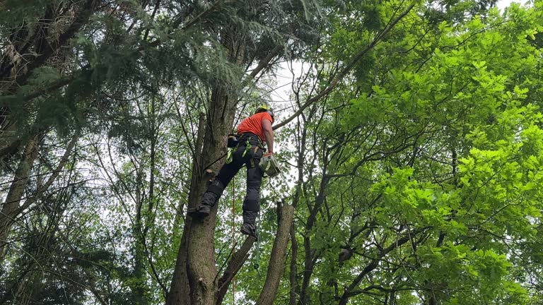 Best Tree Health Inspection  in West Glens Falls, NY