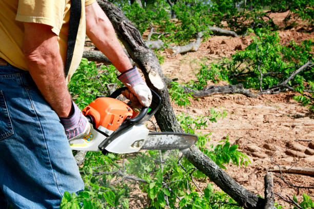 Best Tree Trimming and Pruning  in West Glens Falls, NY